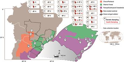 A Preliminary Assessment of the Potential Health and Genetic Impacts of Releasing Confiscated Passerines Into the Wild: A Reduced-Risk Approach